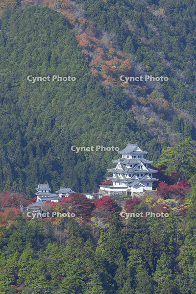 紅葉の郡上八幡城 [SNO110019535]