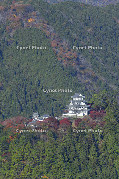 紅葉の郡上八幡城 [SNO110019540]
