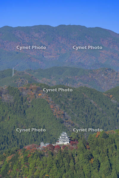 紅葉の郡上八幡城 [SNO110019541]