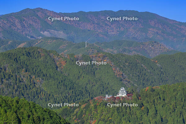 紅葉の郡上八幡城 [SNO110019542]