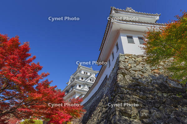 紅葉の郡上八幡城 [SNO110019543]