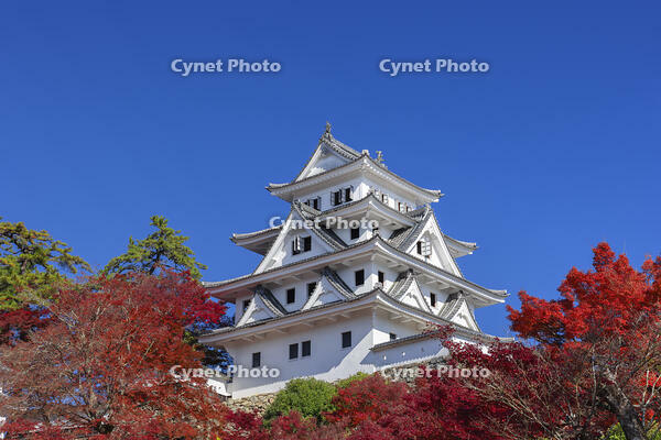 紅葉の郡上八幡城 [SNO110019544]