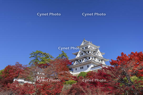 紅葉の郡上八幡城 [SNO110019546]