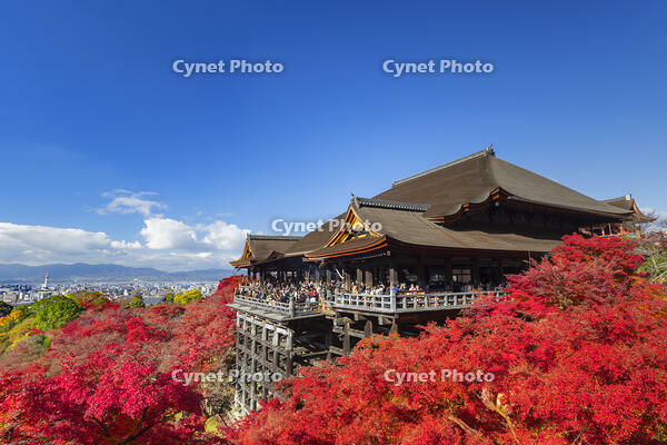 紅葉の清水寺本堂と青空 [SNO110019547]