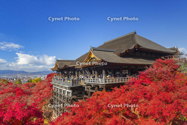 紅葉の清水寺本堂と青空 [SNO110019548]
