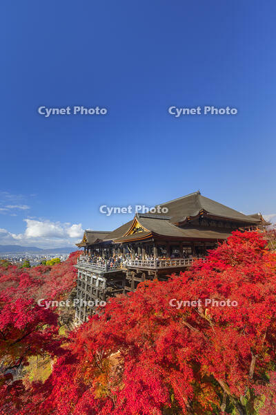紅葉の清水寺本堂と青空 [SNO110019549]