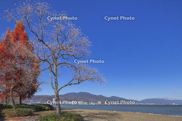 秋の琵琶湖と比叡山とメタセコイア [SNO110019573]