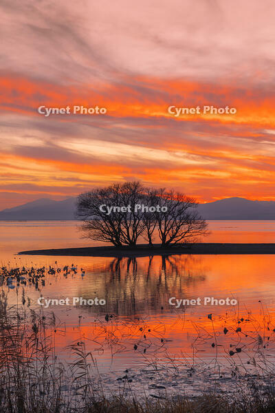 琵琶湖の夕景と竹生島 [SNO110019596]