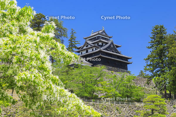 ヒトツバタゴの花咲く松江城と青空 [SNO110020020]