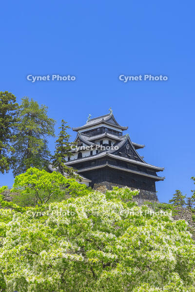 ヒトツバタゴの花咲く松江城と青空 [SNO110020025]