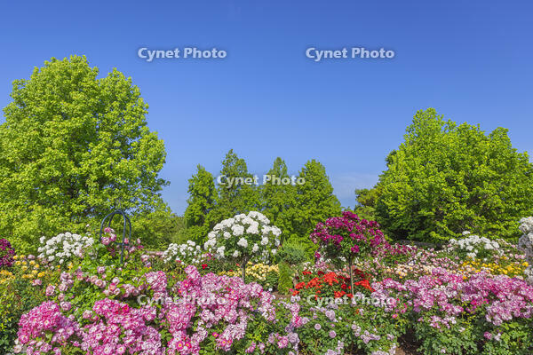 彦根市庄堺公園のバラ園 [SNO110020057]