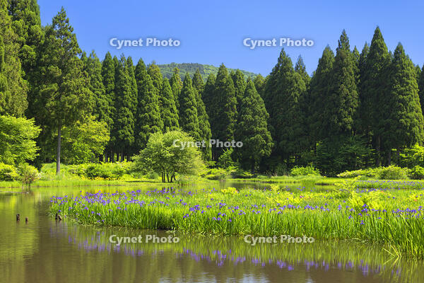 平池のカキツバタ群生地と青空 [SNO110020062]