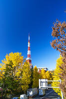 秋の紅葉と東京タワー [SKE110001355]