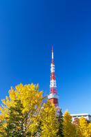 秋の紅葉と東京タワー [SKE110001358]