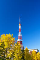 秋の紅葉と東京タワー [SKE110001359]