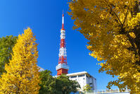 秋の紅葉と東京タワー [SKE110001362]