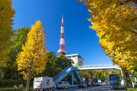 秋の紅葉と東京タワー [SKE110001369]