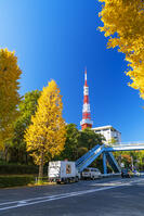 秋の紅葉と東京タワー [SKE110001376]