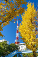 秋の紅葉と東京タワー [SKE110001383]