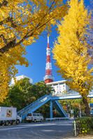 秋の紅葉と東京タワー [SKE110001384]