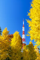 秋の紅葉と東京タワー [SKE110001399]