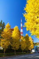 秋の紅葉と東京タワー [SKE110001401]