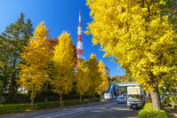 秋の紅葉と東京タワー [SKE110001405]