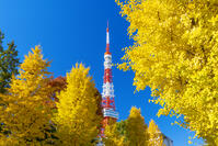 秋の紅葉と東京タワー [SKE110001408]