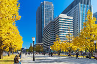 東京駅と銀杏並木道 [SKE110001415]