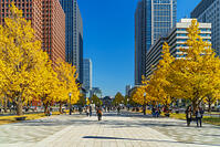 東京駅と銀杏並木道 [SKE110001416]