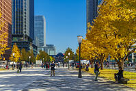 東京駅と銀杏並木道 [SKE110001420]