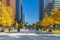 東京駅と銀杏並木道 [SKE110001423]