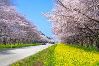 秋田県　菜の花ロードと桜並木 [SKE110001485]