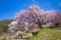 長野県　小川村　番所の桜 [SKE110001558]