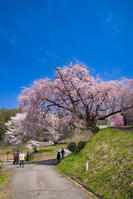 長野県　小川村　番所の桜 [SKE110001562]