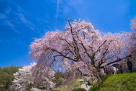 長野県　小川村　番所の桜 [SKE110001564]