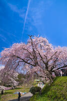 長野県　小川村　番所の桜 [SKE110001565]