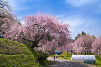 長野県　小川村　番所の桜 [SKE110001566]