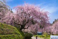長野県　小川村　番所の桜 [SKE110001569]