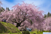 長野県　小川村　番所の桜 [SKE110001572]