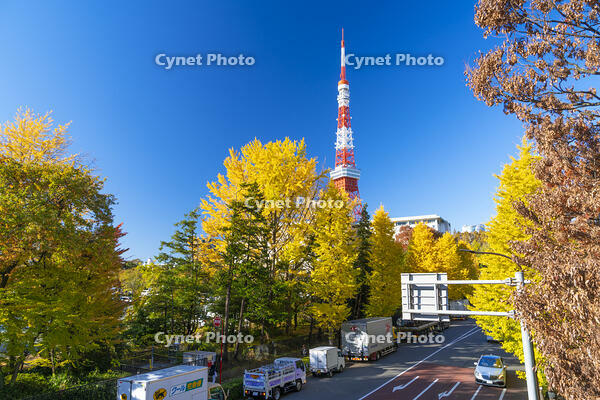 秋の紅葉と東京タワー [SKE110001351]
