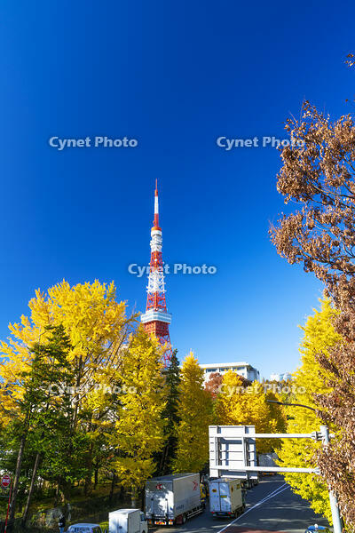 秋の紅葉と東京タワー [SKE110001355]