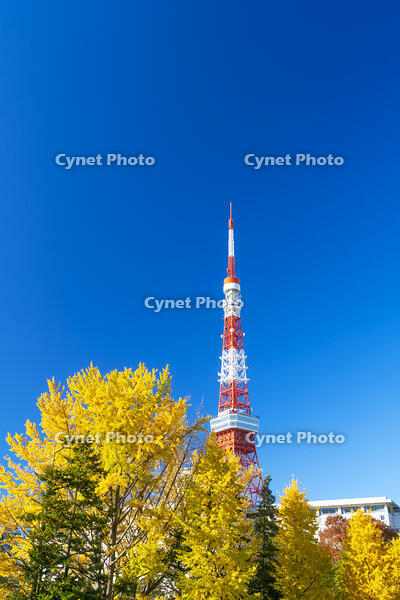 秋の紅葉と東京タワー [SKE110001358]