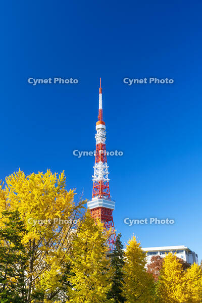 秋の紅葉と東京タワー [SKE110001359]