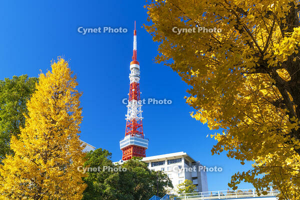 秋の紅葉と東京タワー [SKE110001362]