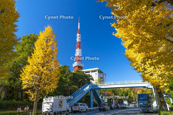 秋の紅葉と東京タワー [SKE110001369]