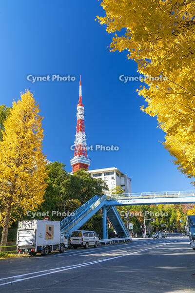 秋の紅葉と東京タワー [SKE110001370]