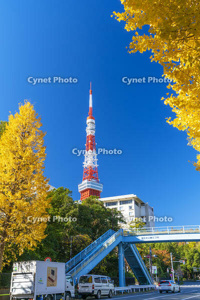 秋の紅葉と東京タワー [SKE110001374]