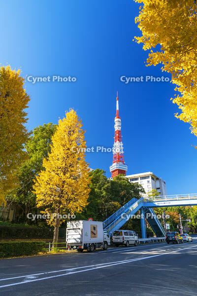 秋の紅葉と東京タワー [SKE110001376]