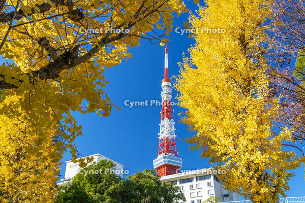 秋の紅葉と東京タワー [SKE110001380]